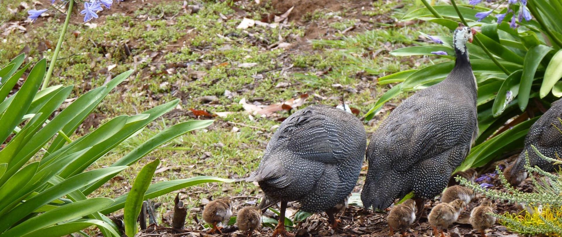 guinea_fowl_chicks_parents.png