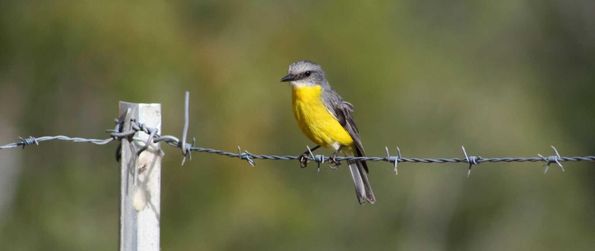 eastern_yellow_robin_larger.jpg