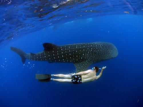 Swim With Dolphins In Tulum Activities Livetulum Tulum Mexico