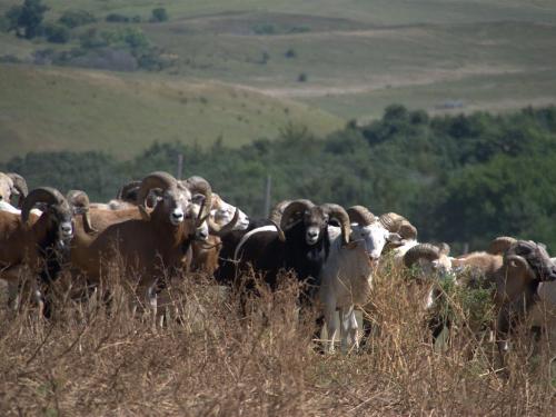 Bison Tours