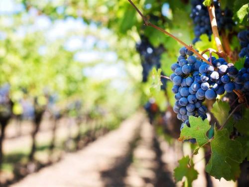 Leavenworth Wineries