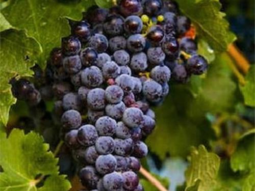 Leavenworth Wineries