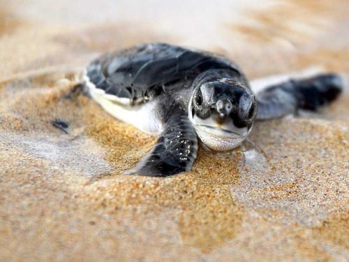 Turtle Nesting Tours