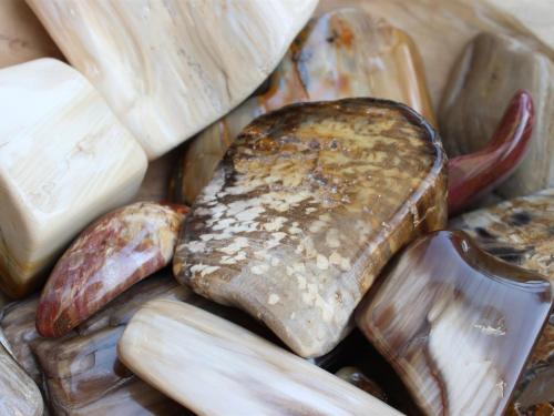 Petrified Wood Treatments