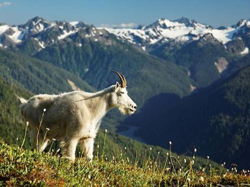 Hurricane Ridge