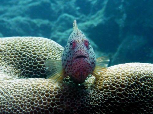 Scuba Diving