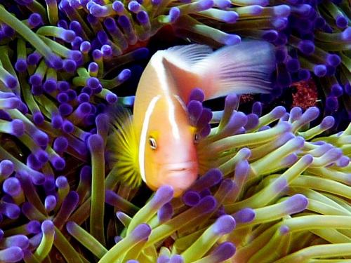 Scuba Diving