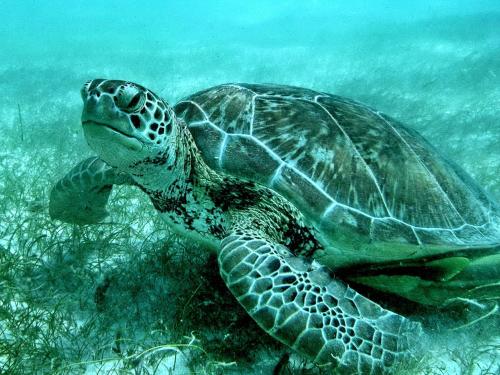 Asociación Ecológica de Akumal (CEA)