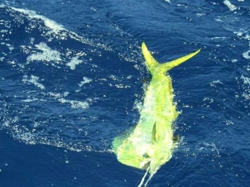 Deep Sea Fishing