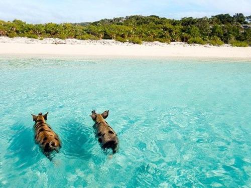 What to Know about Visiting Exuma