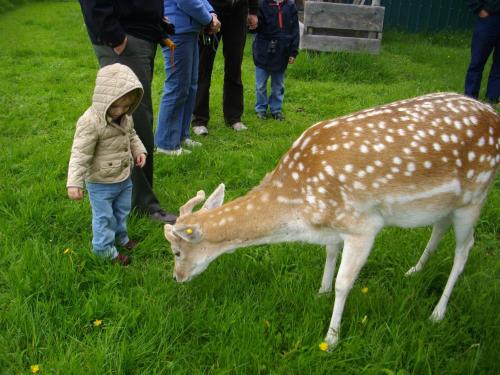 Black Pine Deer Farm