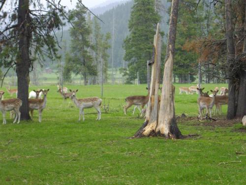 Black Pine Deer Farm