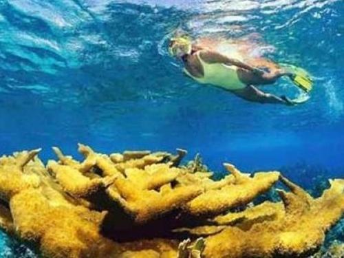 Snorkeling Tour