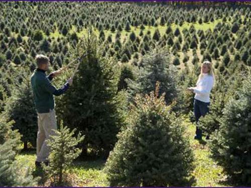 Hudson Valley Christmas Trees Package