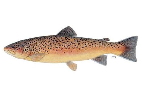 About Trout