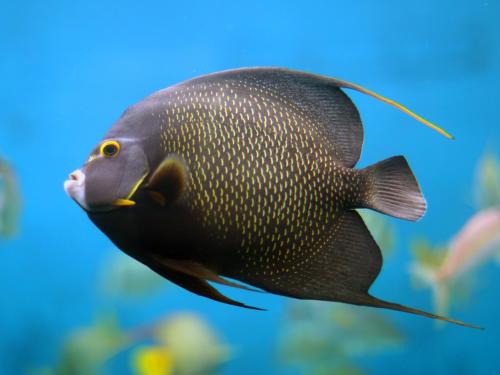 Dive Excursions