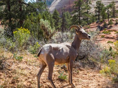 East Zion Big Horn Sheep