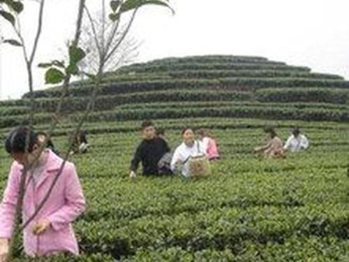 yangshuo-tea-plantation-1.jpg