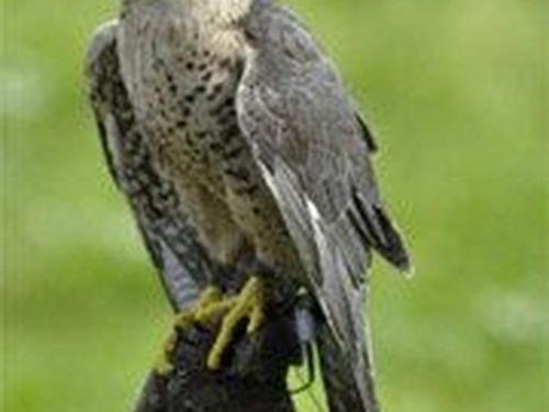 falco.jpg