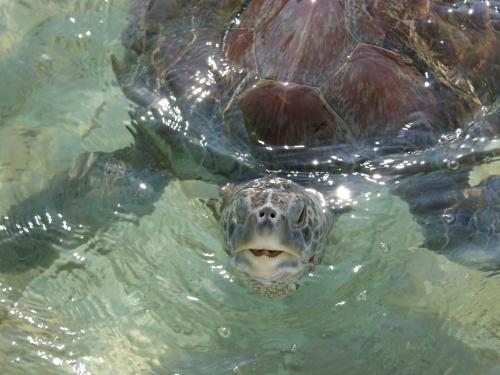 tortugariocuyutlan.JPG