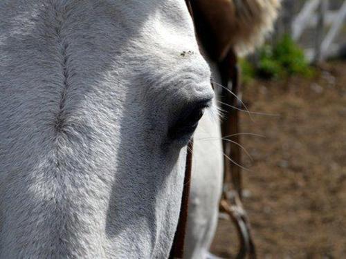 xxxcabalgatalagunaverde2.jpg