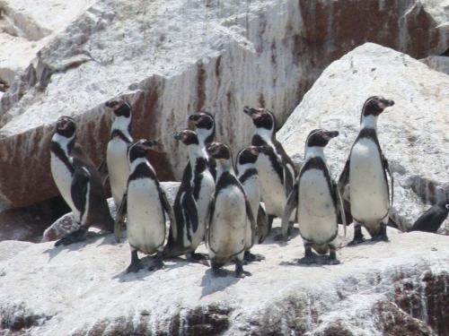 islas-ballestas.jpg