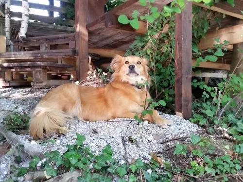 Urlaub mit Hund