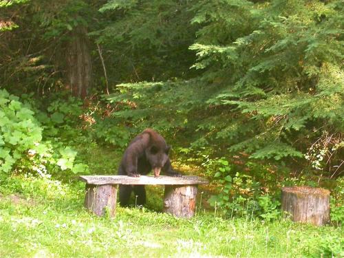Summer at the Lodge