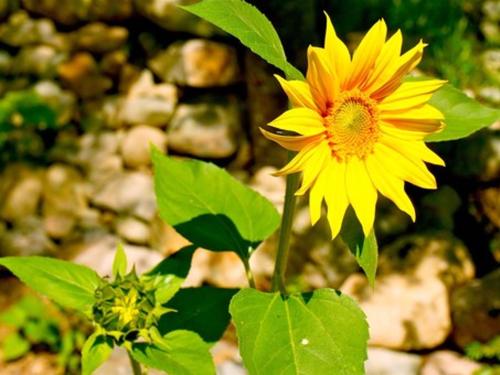 Flower Power in the Snow! - Blog