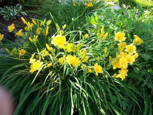 Gardening Tips from Cheri