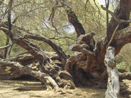 VISITA LAMBAYEQUE